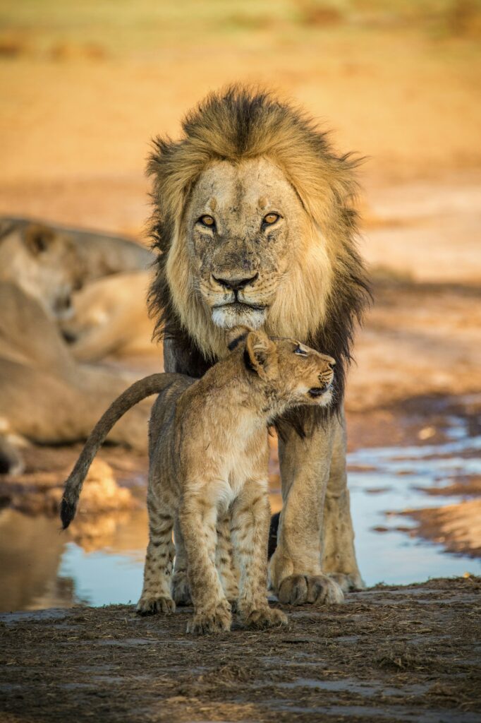 fete-pere-role-animaux-instinct-animal-famille-bien-etre-animaux-comportements-enfants-nature