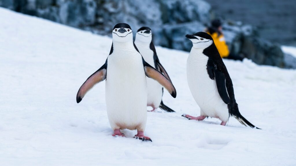 fete-pere-role-animaux-instinct-animal-famille-bien-etre-animaux-comportements-enfants-nature