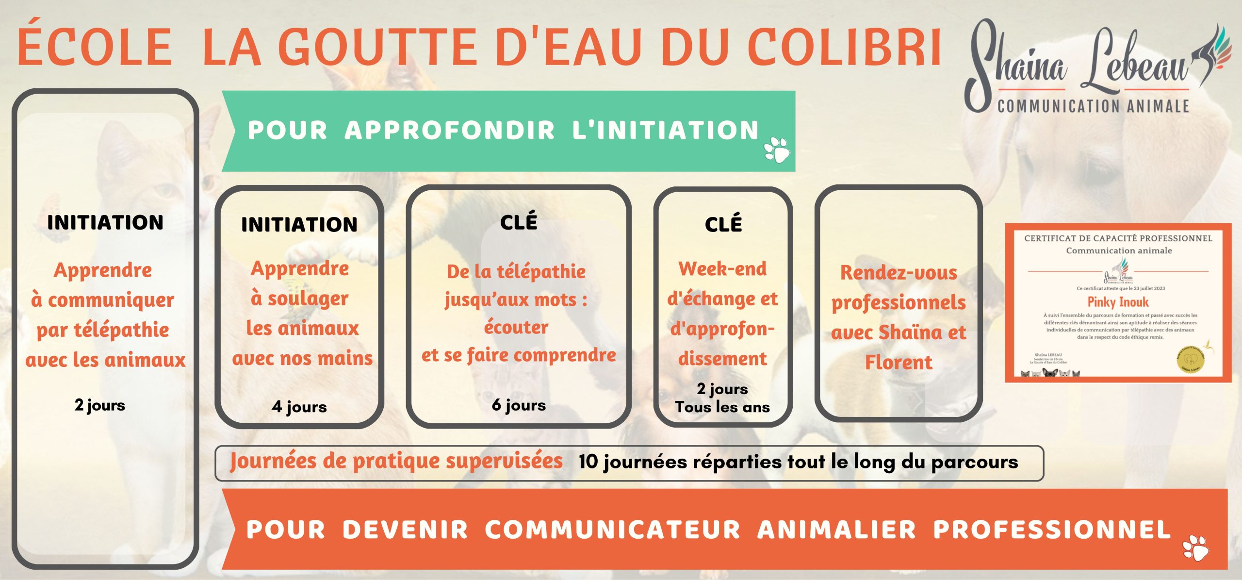 devenir communicateur animalier professionnel, stage communication animale, pro communication animale, apprendre la communication animale, ecole communication animale