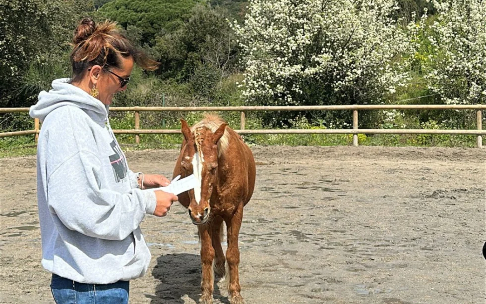 Pourquoi les journées de pratique supervisée sont essentielles après la formation d’initiation à la communication animale 