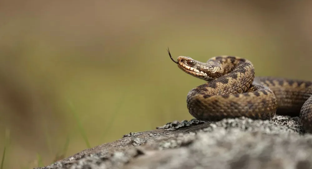 Journée mondiale du serpent : et si on changeait de regard sur ces animaux fascinants ?