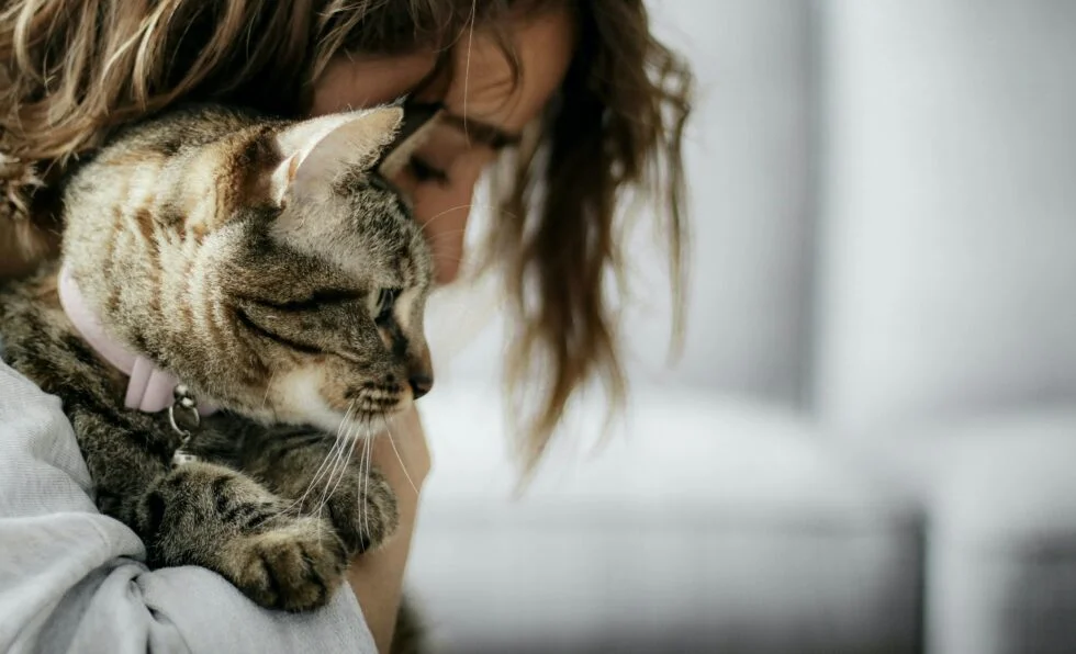 Extrait d’une séance de Communication Animale avec Rémi, un chat âgé de 1 an adopté à la Réunion