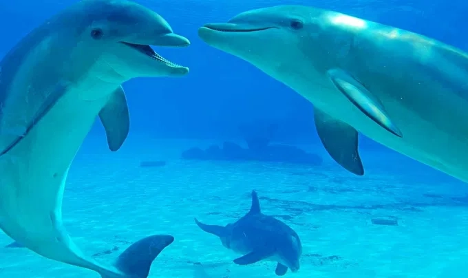 Journée mondiale de la vie sauvage : les comportements fascinants des animaux sauvages