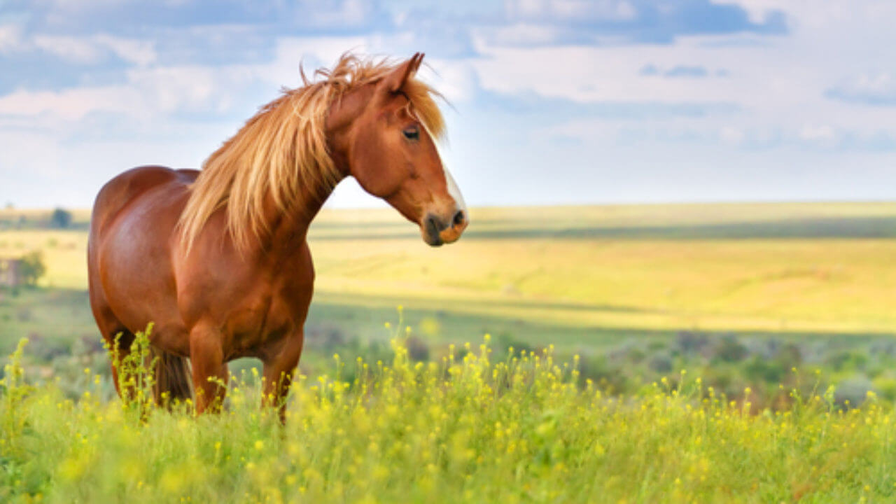 Comprendre les besoins émotionnels des Animaux