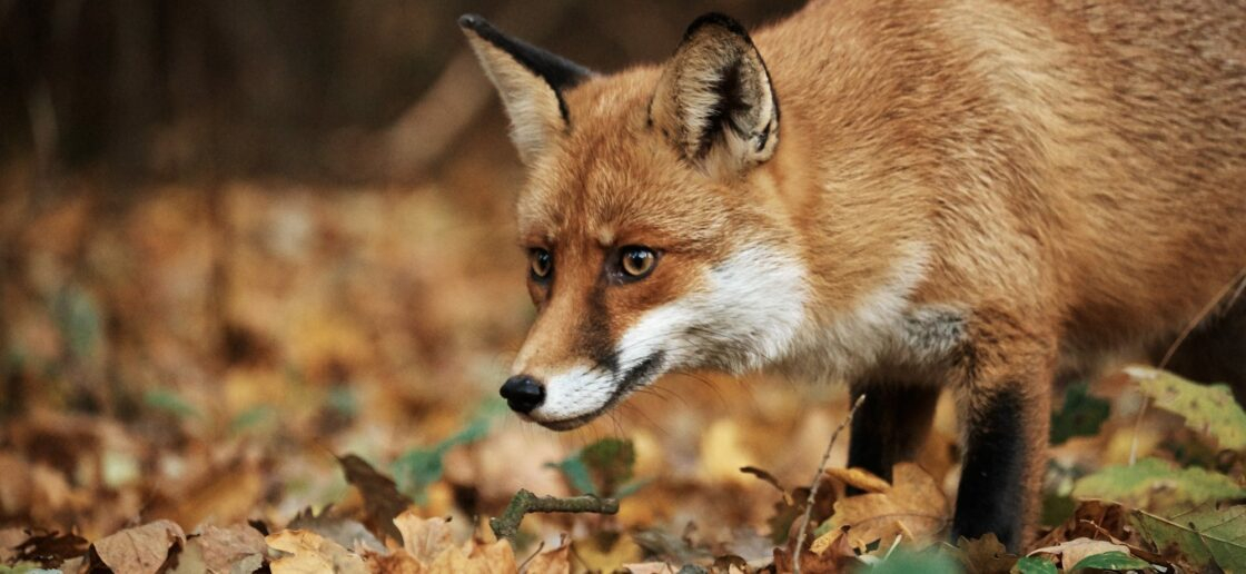 L’Automne : les animaux nous invitent à l’introspection 