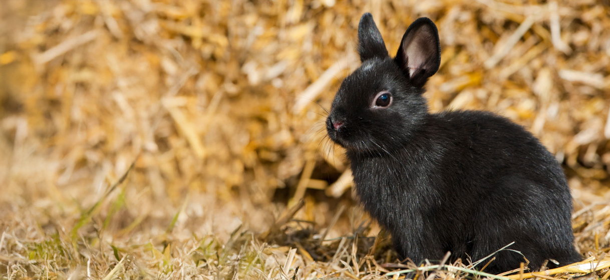 Extrait d’une séance de communication avec Rufus, un lapin âgé de 4 ans