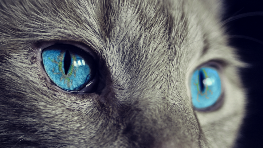 Extrait d’une séance de communication animale avec Hupette, une chatte de 12 ans