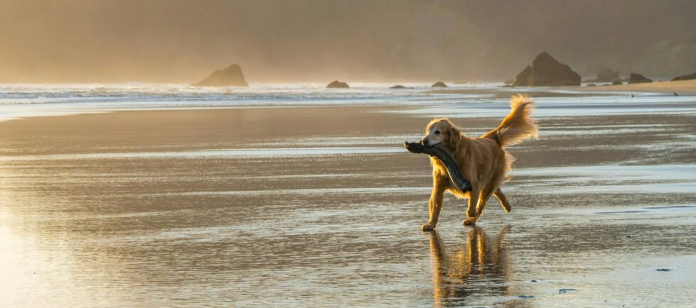 Profitez de l’été avec vos animaux : plages pour chiens et concepts innovants en France 