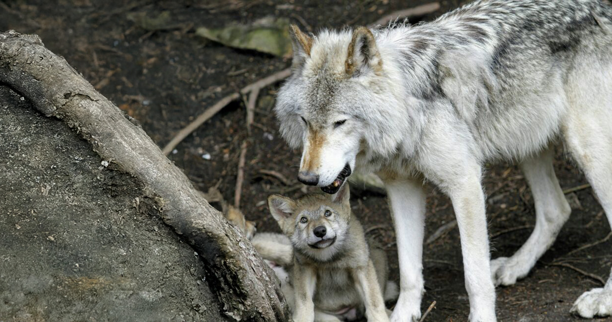 Célébrons les pères du monde animal : inspirations et leçons