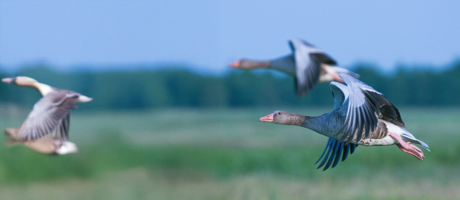 À la découverte des oiseaux migrateurs : les merveilles de la migration printanière