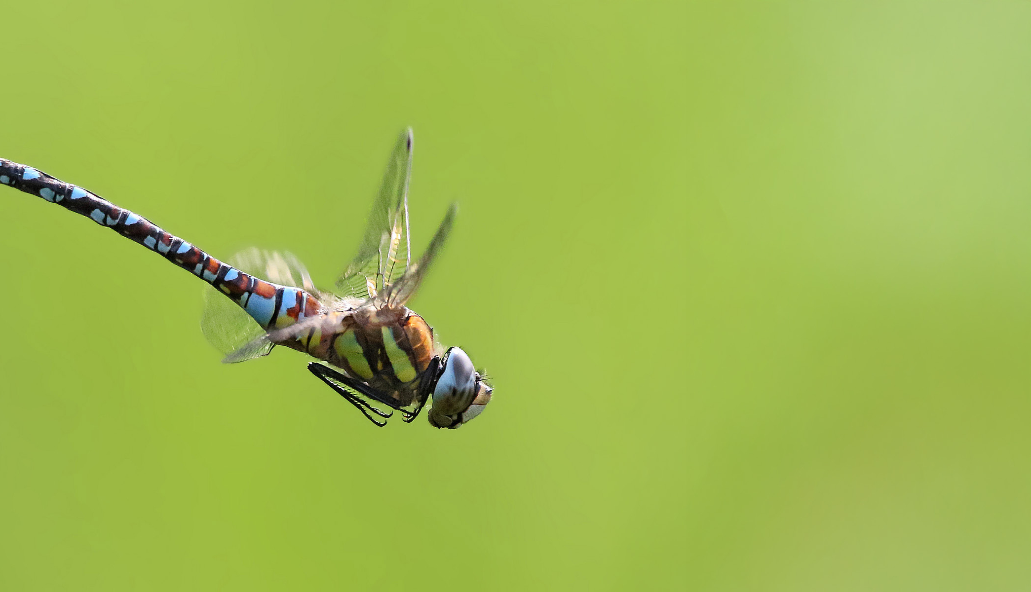 L’importance cruciale des insectes dans l’équilibre de notre écosystème
