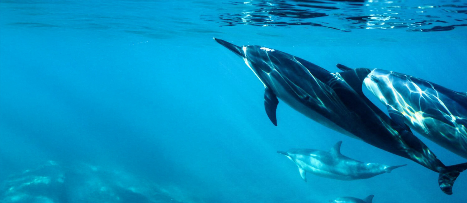 Communication avec un dauphin sauvage