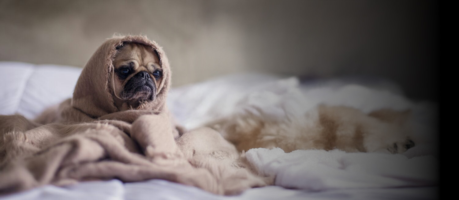 Les comportements dits « inadaptés » chez les animaux : la raison ?