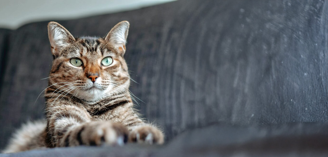 Communication animale avec kalie : réunion de famille entre la chatte et ses humains de compagnie