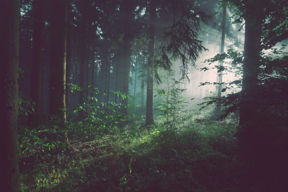 sebastian-unrau-sp-p7uuT0tw-unsplash-980x653 (1).jpeg