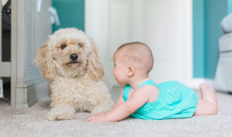 L’Animal et l’Enfant : une complicité naturelle  