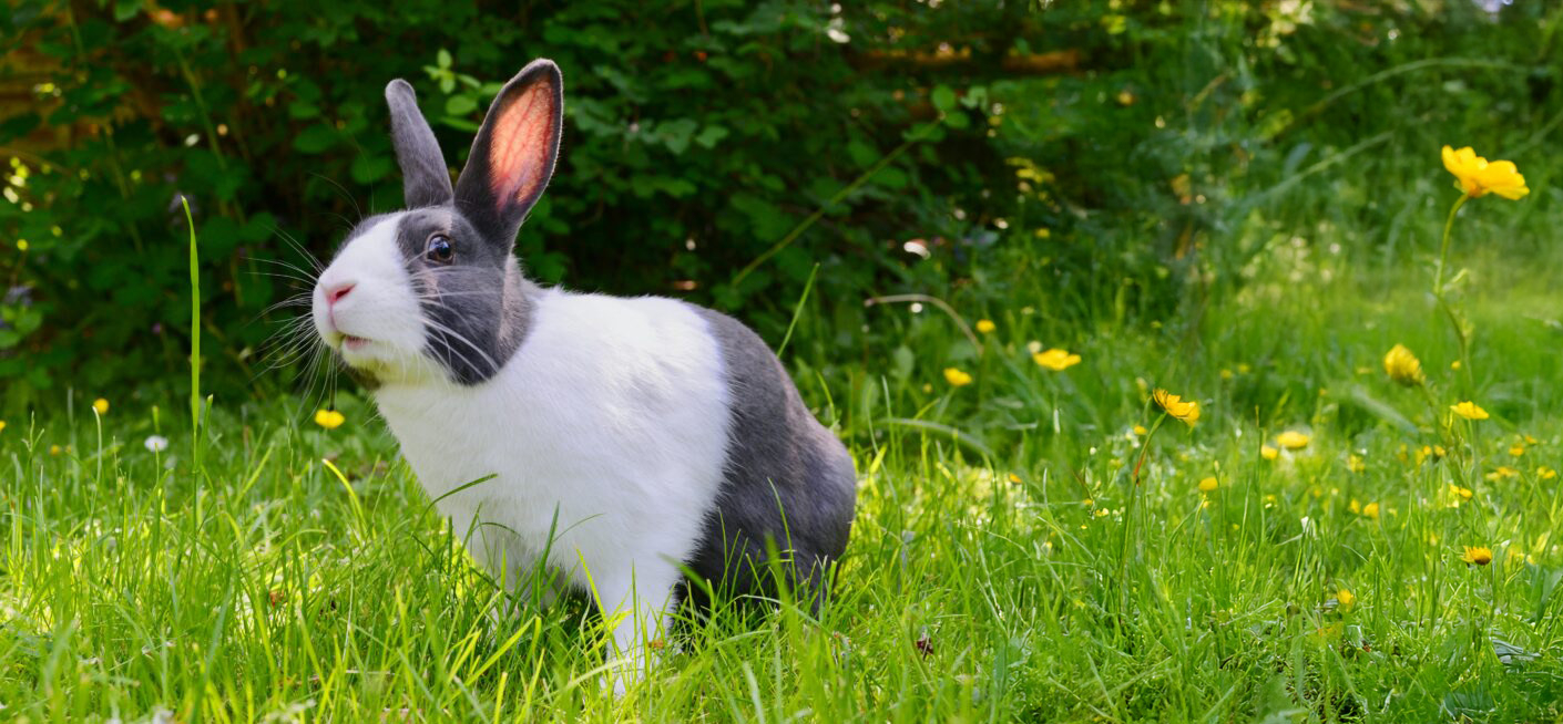 Extrait de communication animale avec un lapin
