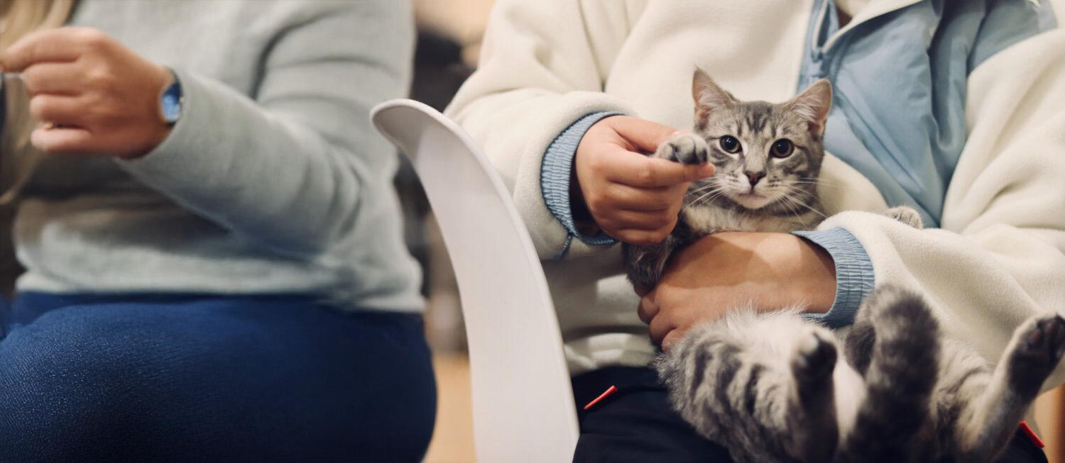 Les animaux : Le grand départ