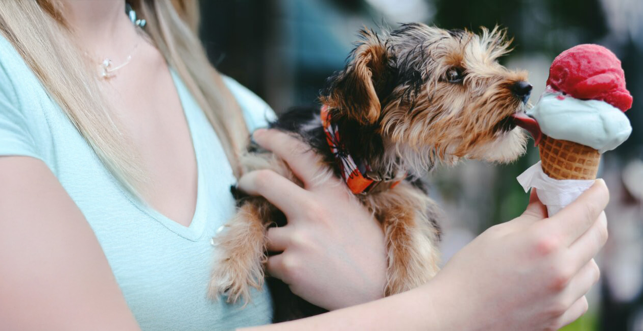 Les aliments dangereux ou non pour nos chiens ?