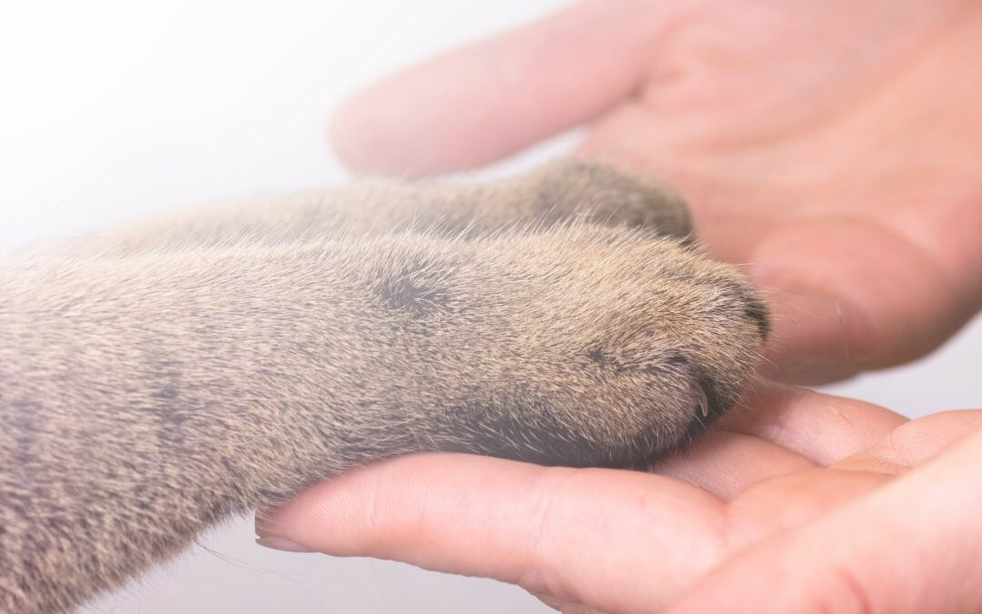 La communication animale plus réaliste que l’interprétation humaine