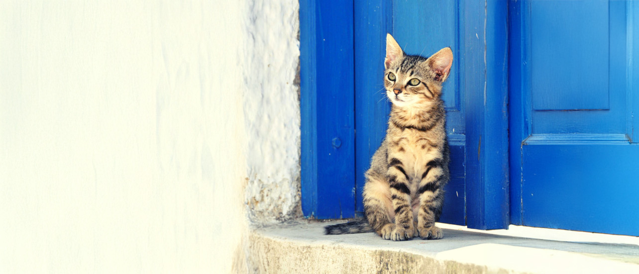 Votre animal a disparu ou est perdu ?
