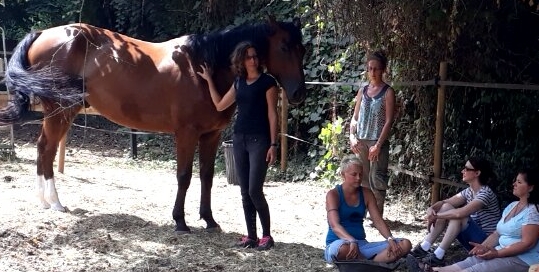 Extrait d'une séance de communication animale avec un cheval : Kitty*. Déclaration d'Amour à son humaine de compagnie