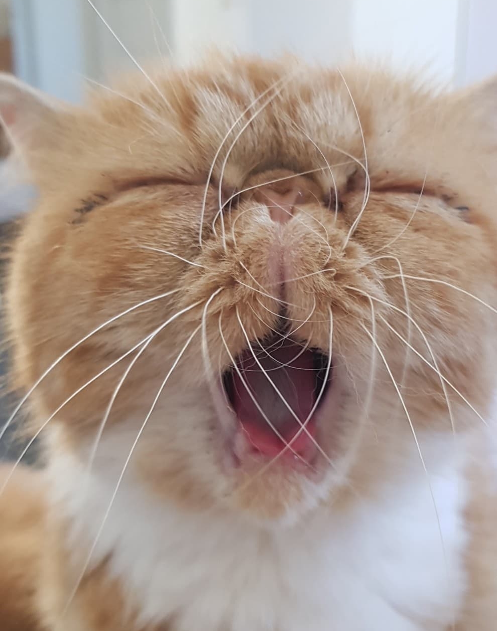 Extrait d'une séance de communication animale avec un chat roux àgé de 2 ans, Alpro