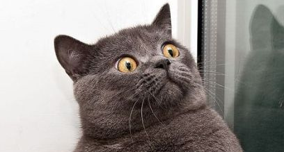 Extrait d’une séance de communication animale avec un chat, une femelle âgée de 8 ans, Heïdy