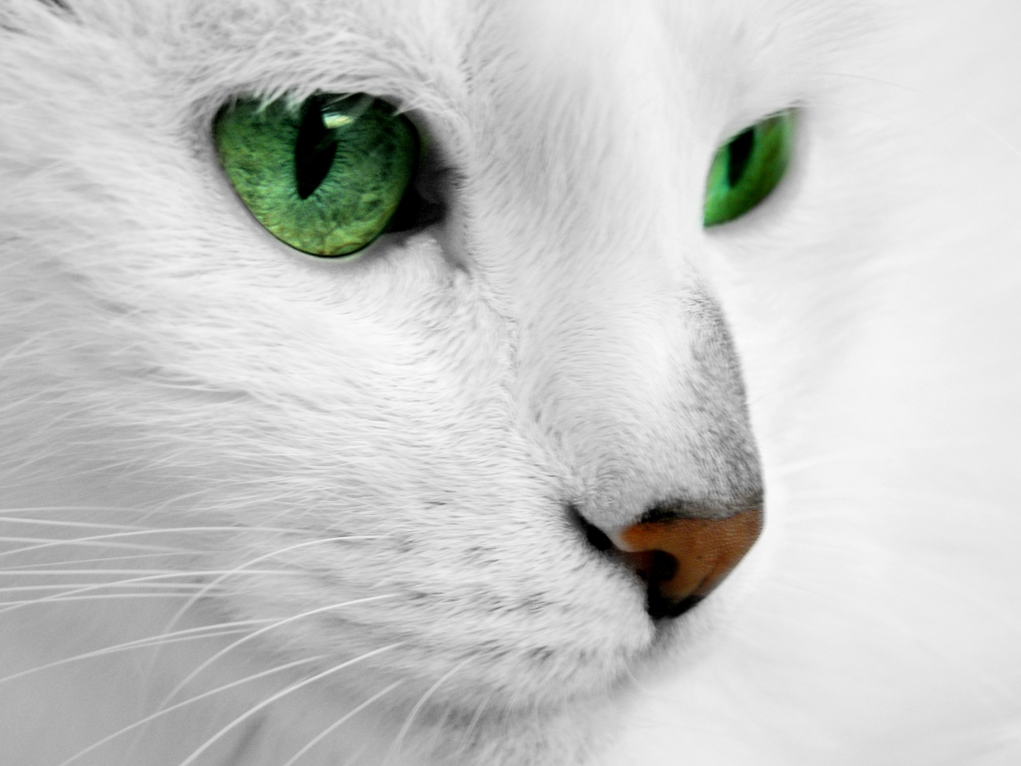 Chat Blanc Aux Yeux Verts Communication Animale Shaina