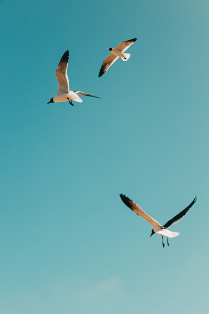 oiseaux-migrateurs-printemps-communication-animale-instinct-reproduction-nature