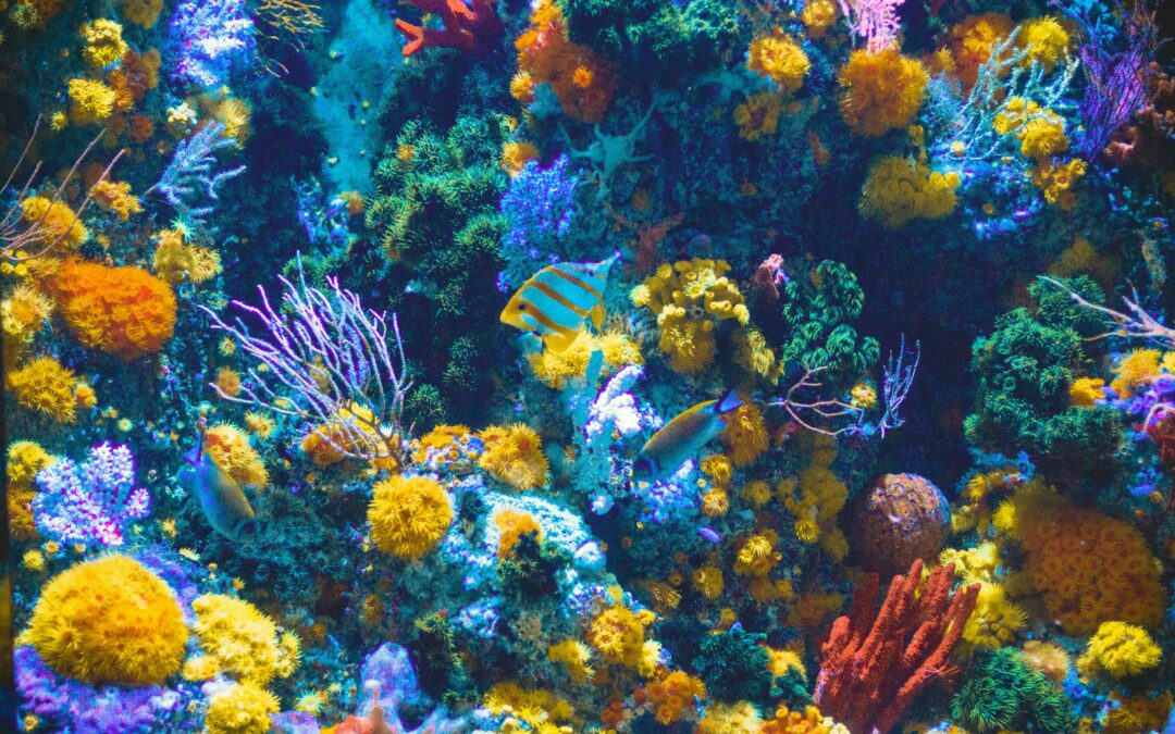 journee-mondiale-oceans-preservation-biodiversite-ecosysteme-marin-corail-poisson-baleine-pieuvre-coraux-communication-animal-respect-environnement-responsabilite-humaine