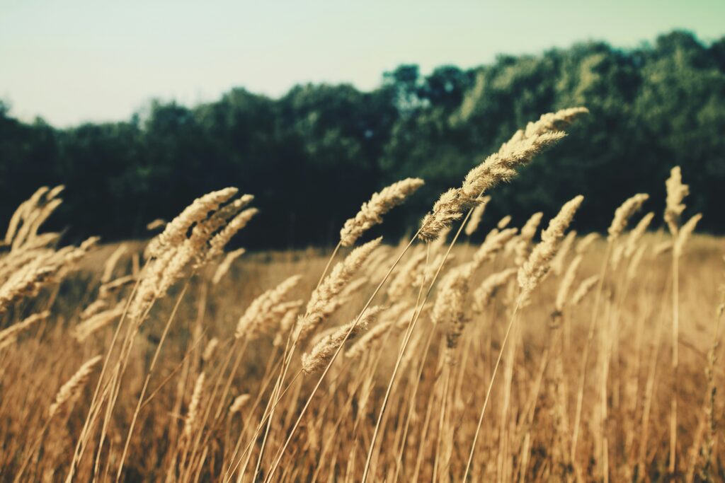 sons-nature-relaxation-meditation-cerveau-stress-dopamine-bonheur-serenite-communication-animale-connexion-profonde-bien-etre