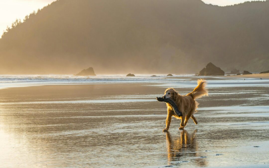 petfriendly-dogfriendly-activites-ete-animaux-autorises-concept-france-plages-pour-chiens-cafe-pour-chiens