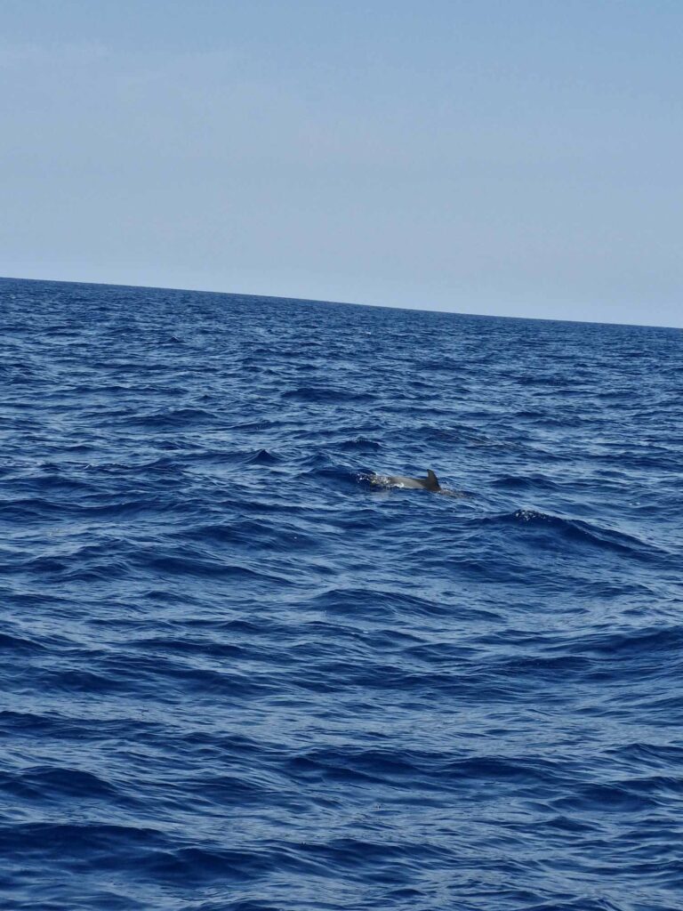 sortie en mer, cétacés Méditerranée, communication animale, Shaina Lebeau, dauphins, observation baleines, télépathie animale, Atlantide Bandol, journée en mer Bandol, communication intuitive 