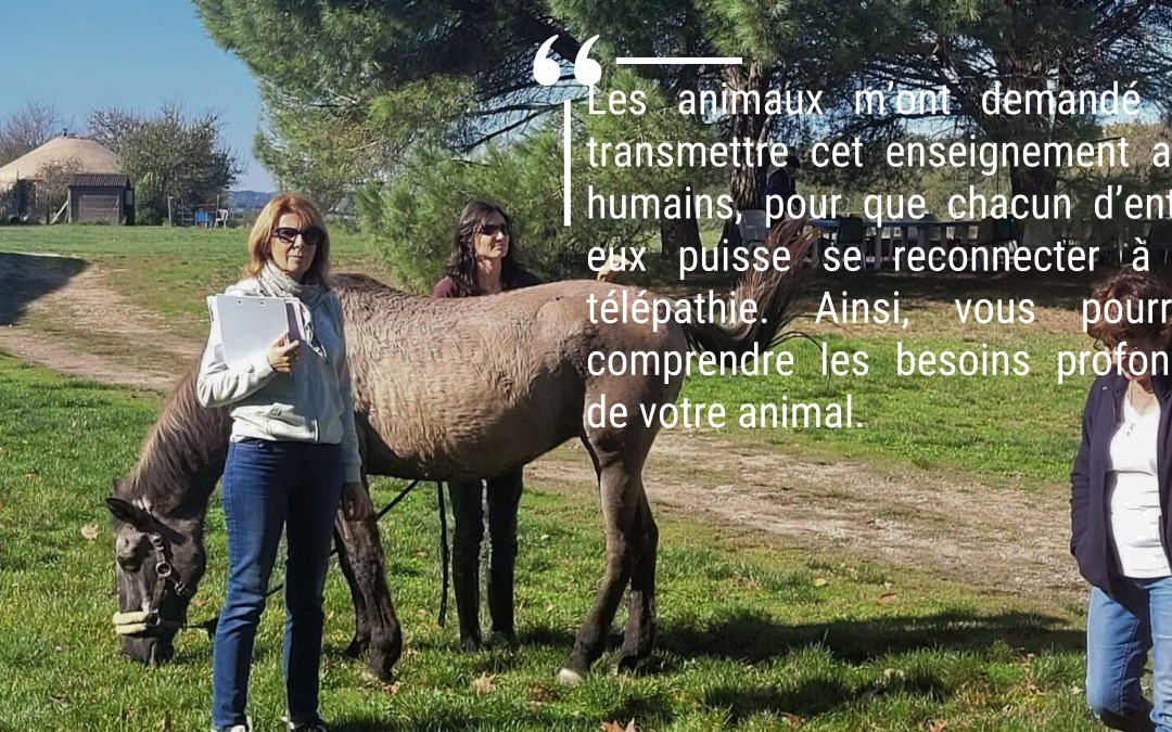 Stage Initiation Communication Animale Formation Communiquer Avec Les Animaux Apprendre