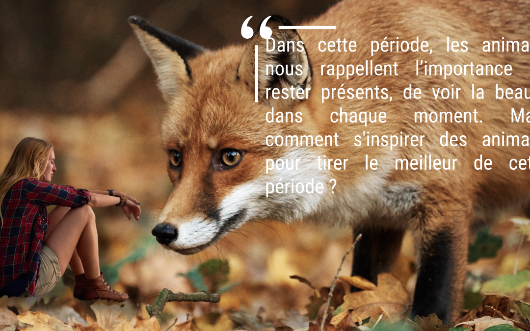 saison automne animaux transition introspection cerf migration oiseaux comportement animal lien humain animal communication animale