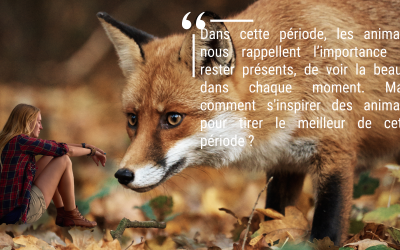 L’Automne : les animaux nous invitent à l’introspection 