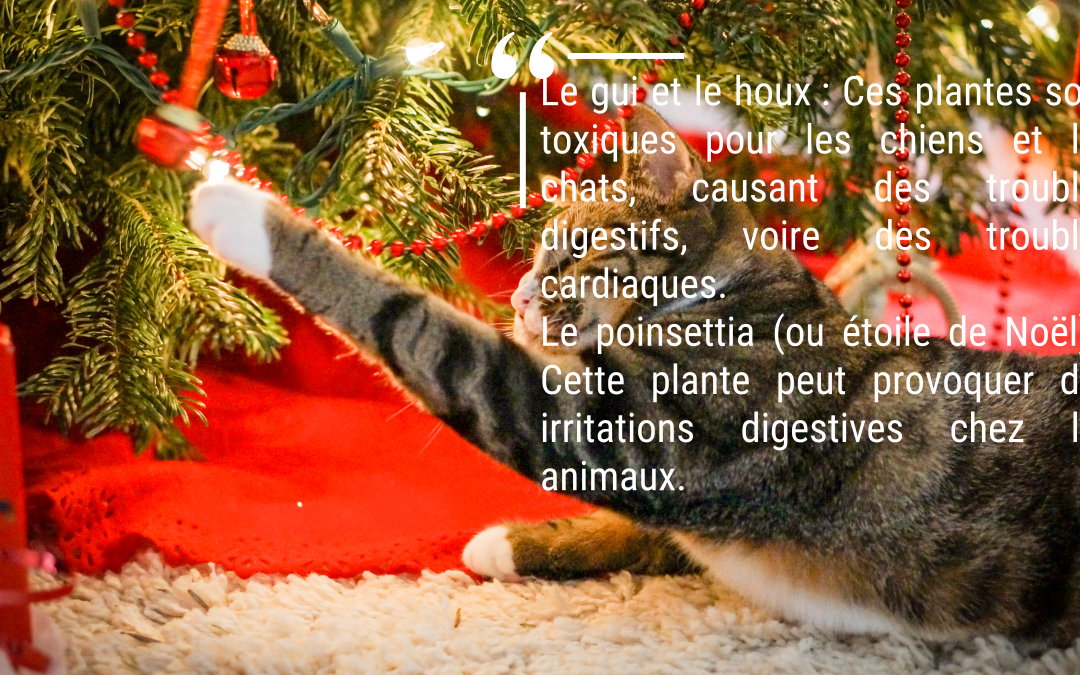 Decoration Noel, Dangers Animaux, Securite Animaux, Aliments Toxiques Chats, Aliments Toxiques Chiens, Bien Etre Animal, Securiser Environnement Animal