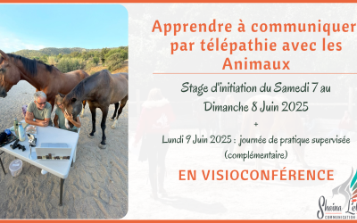 Initiez-vous à la Communication Animale en visio-conférence : un accompagnement rigoureux, où que vous soyez ! 