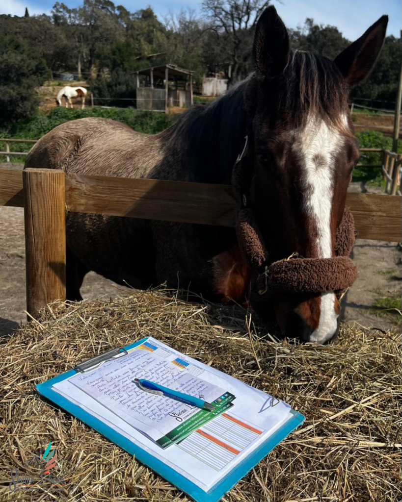 Communication Animale, Apprendre a Communiquer avec les Animaux, Formation Communication Animale, Retrouver un Animal, Comprendre son Animal, Dialoguer avec les Animaux, Formation a Distance Communication Animale