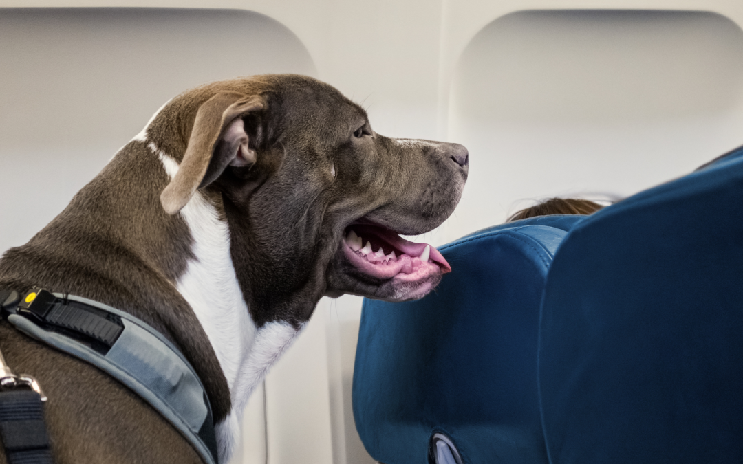Voyage Avion Animaux Domestiques, Compagnies Aeriennes Chien Chat, Reglementation Transport, Bien Etre Animal, Soute Cabine Animaux