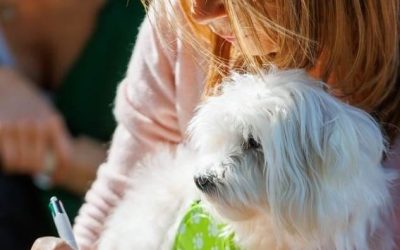 Extrait d’une séance de communication avec Owen, un chien âgé de 4 ans