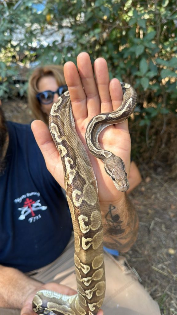 journée mondiale du serpent, serpent France, communication animale serpent, vipère ou couleuvre, espèces protégées serpent, peur des serpents, reconnaître un serpent, animaux mal aimés, rôle écologique des serpents, Shaina Lebeau communicatrice animale