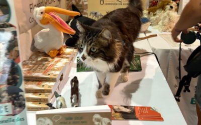 Extrait d’une séance de communication animale avec un chat roux àgé de 2 ans, Alpro