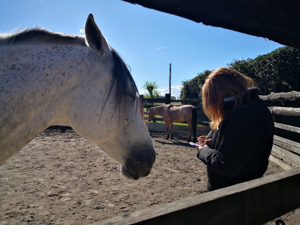 Peut-on vraiment parler aux animaux ? Une femme en séance de communication animale avec un cheval, montrant un échange de pensées et d’émotions par télépathie.