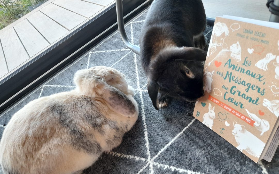 Lapin près du livre Les Animaux, Ces Messagers au Grand Cœur sur l’écoute des animaux